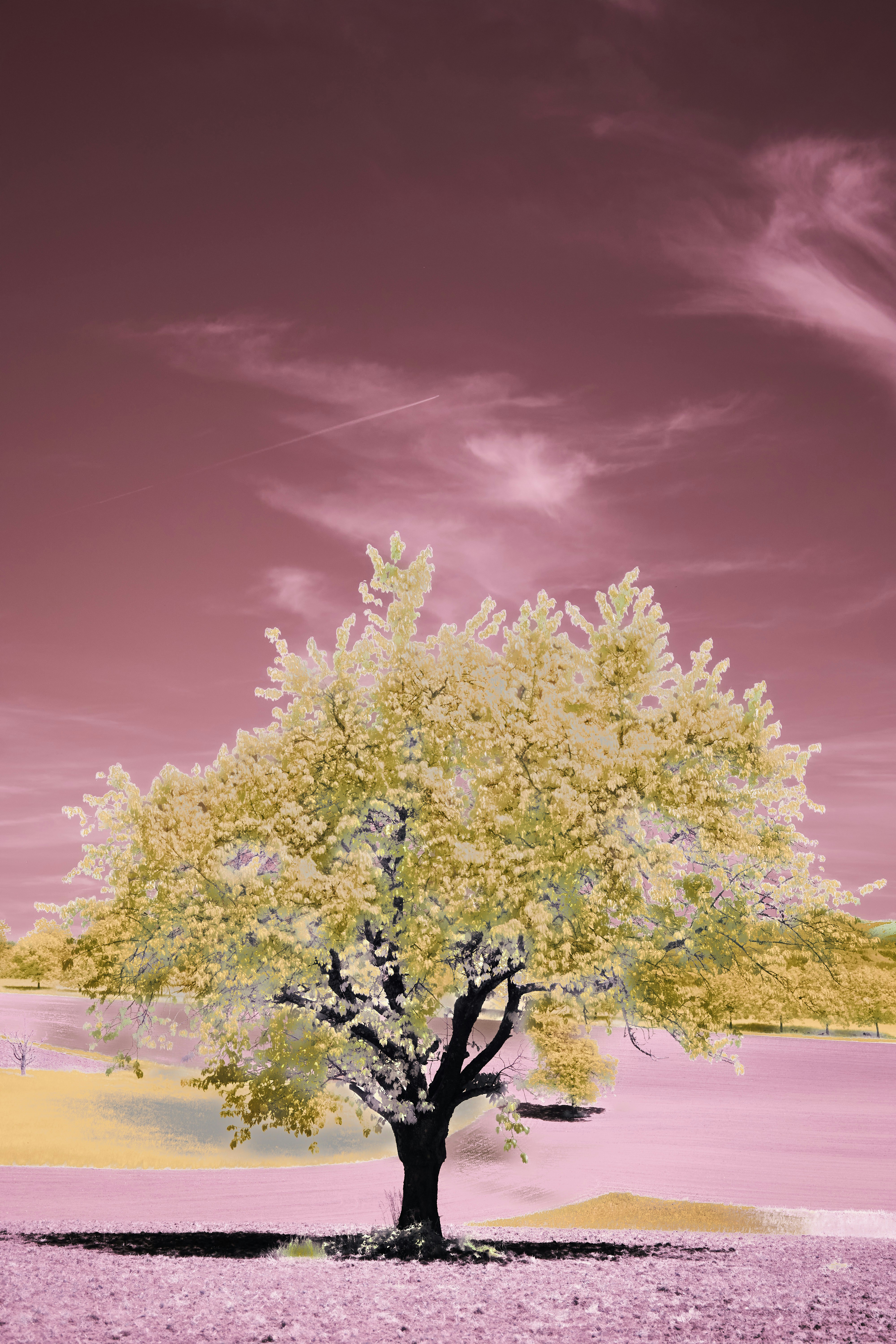 Photo by wolfgang_hasselmann