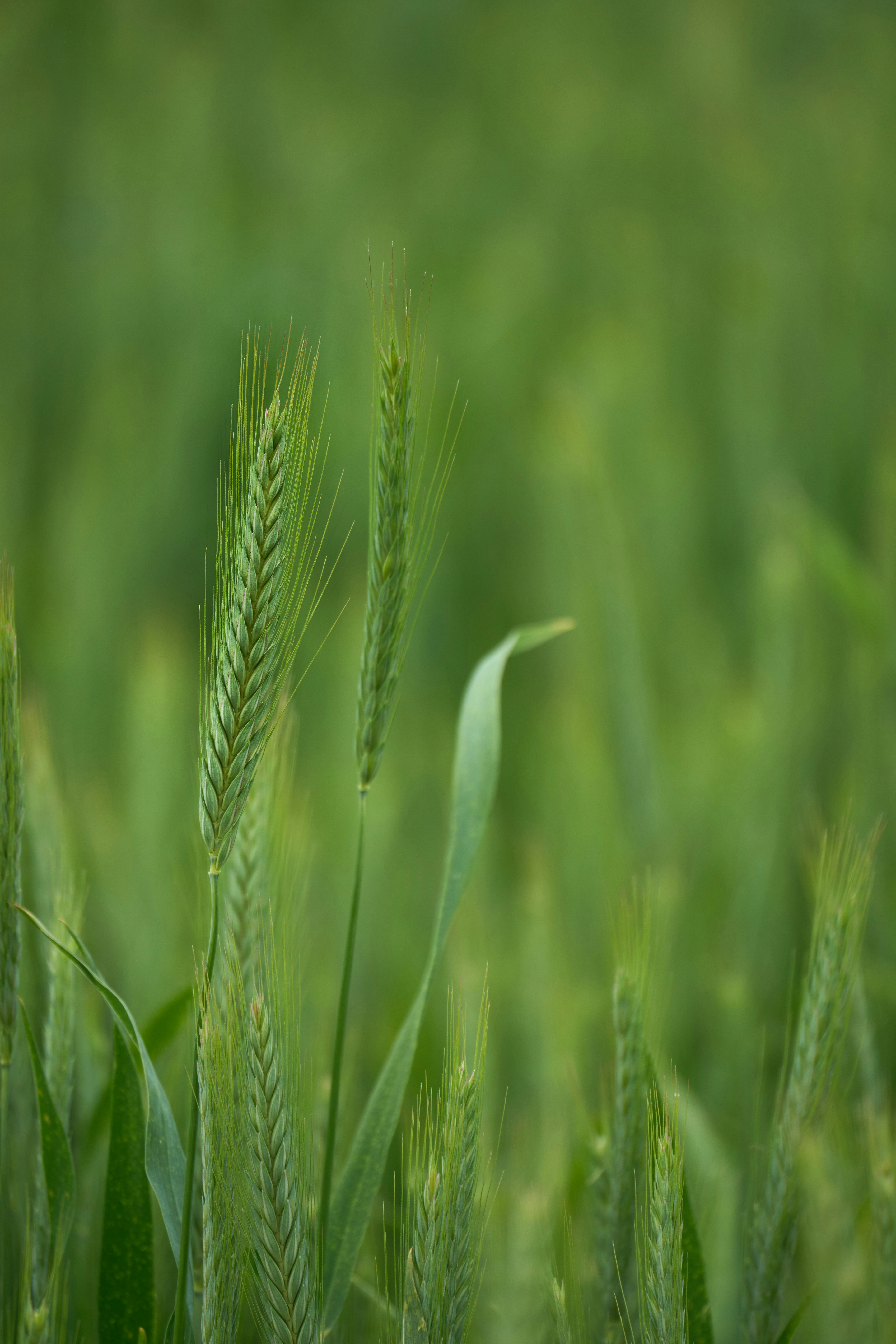 a close up of a green plant in a field