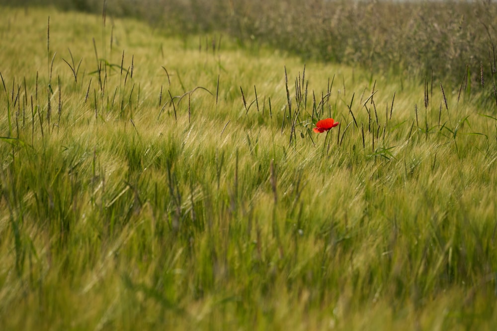 a lone red flower in a grassy field