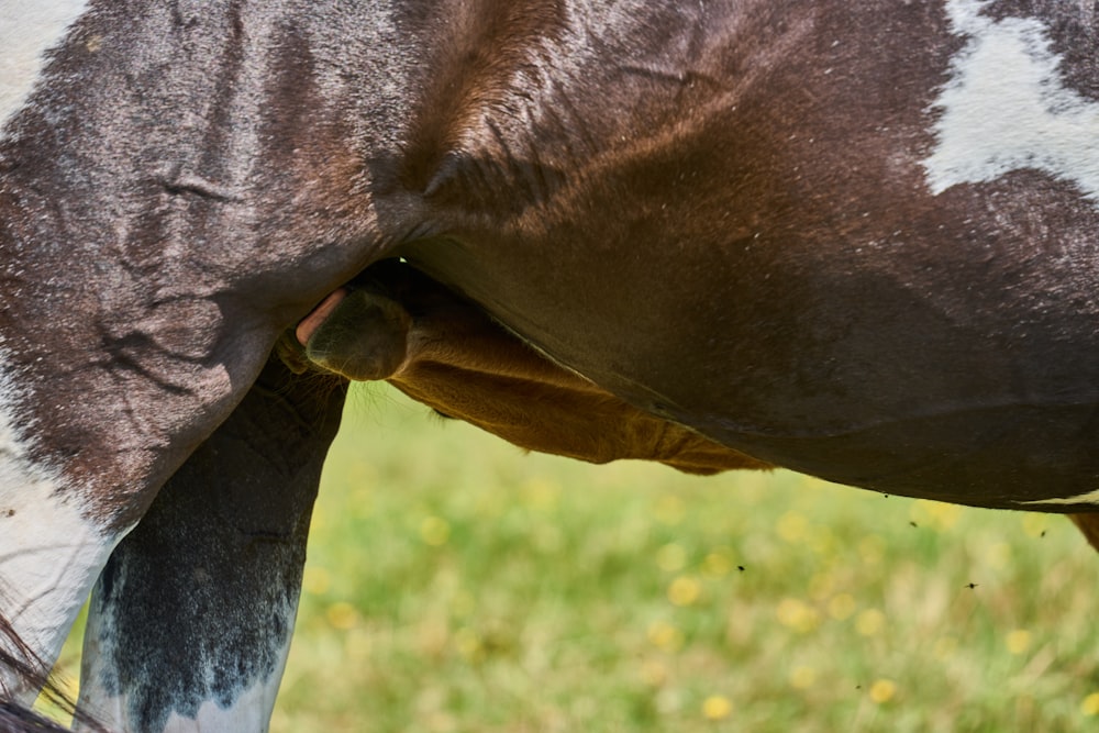 a close up of a horse eating grass