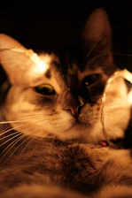 A cozy cat modeling a vibrant, original accessory indoors with soft lighting.