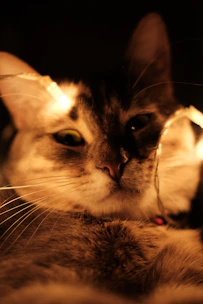 A cozy cat modeling a vibrant, original accessory indoors with soft lighting.