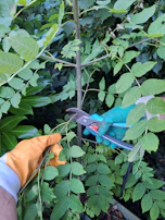 Close-up of a gardener's hand trimming vibrant flower beds beside a neat lawn.
