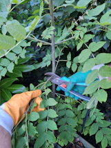 A friendly gardener shaking hands with a happy client in a lush garden.