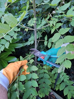 A close-up view of someone gardening. One person is holding gardening shears with a green glove, while another person holds a plant stem with an orange glove. The surrounding area is dense with green foliage.