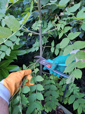 A friendly gardener shaking hands with a happy client in a lush garden.