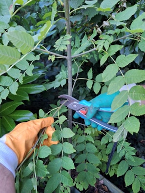 A close-up view of someone gardening. One person is holding gardening shears with a green glove, while another person holds a plant stem with an orange glove. The surrounding area is dense with green foliage.