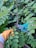 A close-up view of someone gardening. One person is holding gardening shears with a green glove, while another person holds a plant stem with an orange glove. The surrounding area is dense with green foliage.