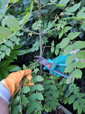 A close-up view of someone gardening. One person is holding gardening shears with a green glove, while another person holds a plant stem with an orange glove. The surrounding area is dense with green foliage.