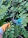 Close-up of durable gardening clothing worn by a woman pruning plants.