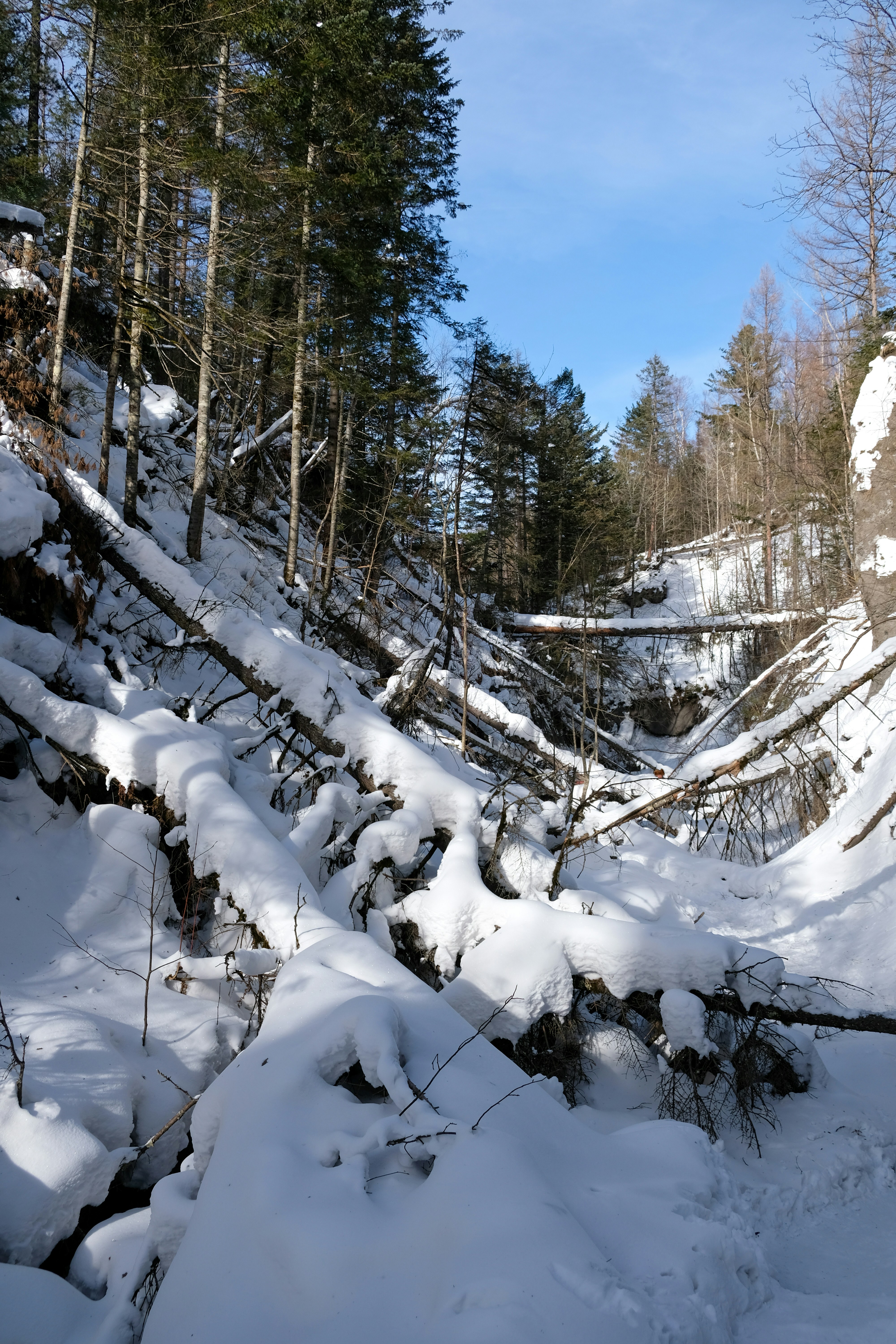 A snow covered mountain side with lots of trees photo – Free Forest ...