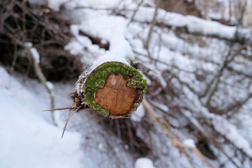 a piece of wood that has been cut in half