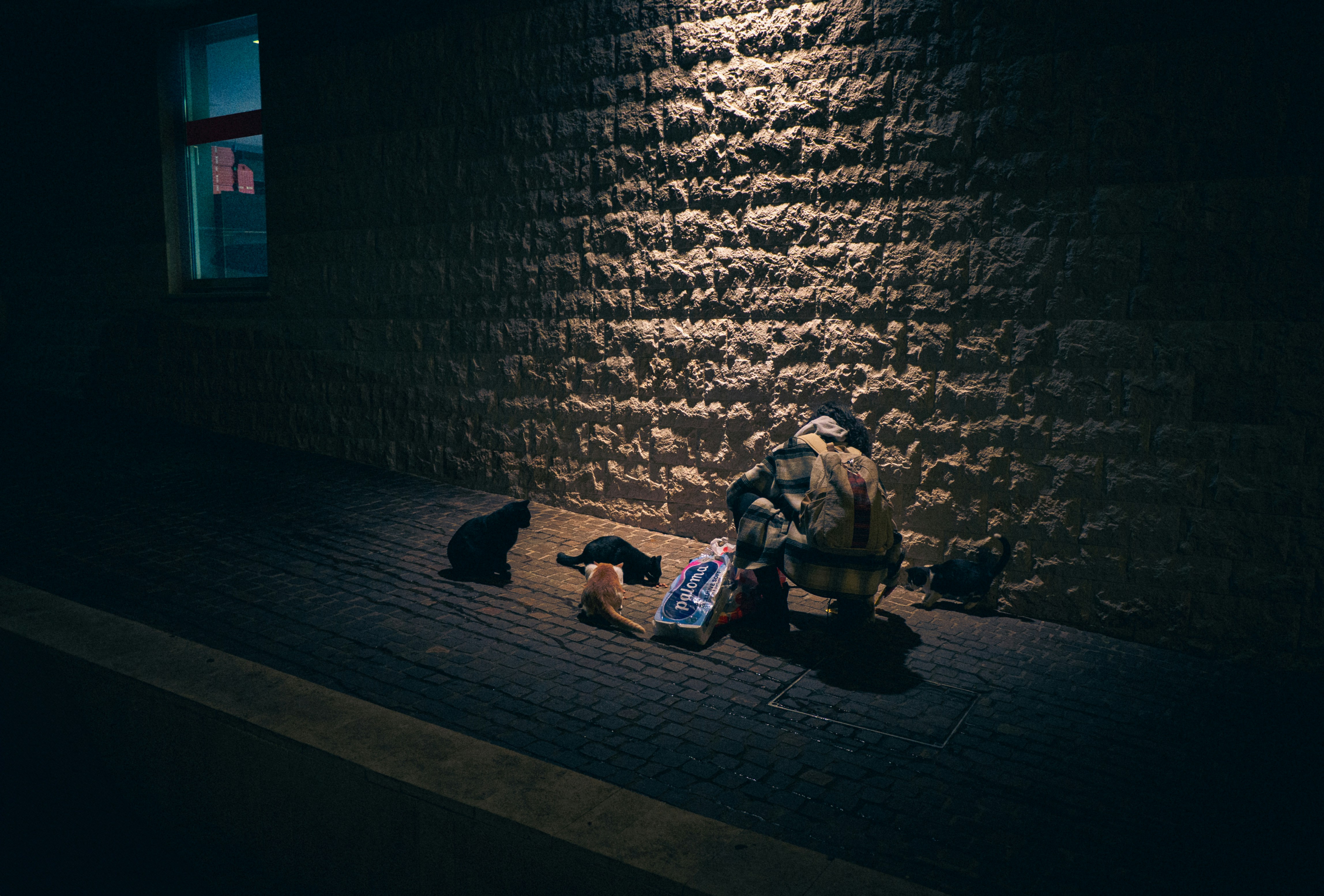 Support Our Feline Friends