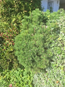 Various green plants and shrubs with different leaf shapes and textures are clustered together, creating a lush and vibrant garden scene. The foliage ranges from light to dark green, with some plants having rounded leaves and others displaying needle-like structures. A glimpse of a white building with a window and door is visible in the background.
