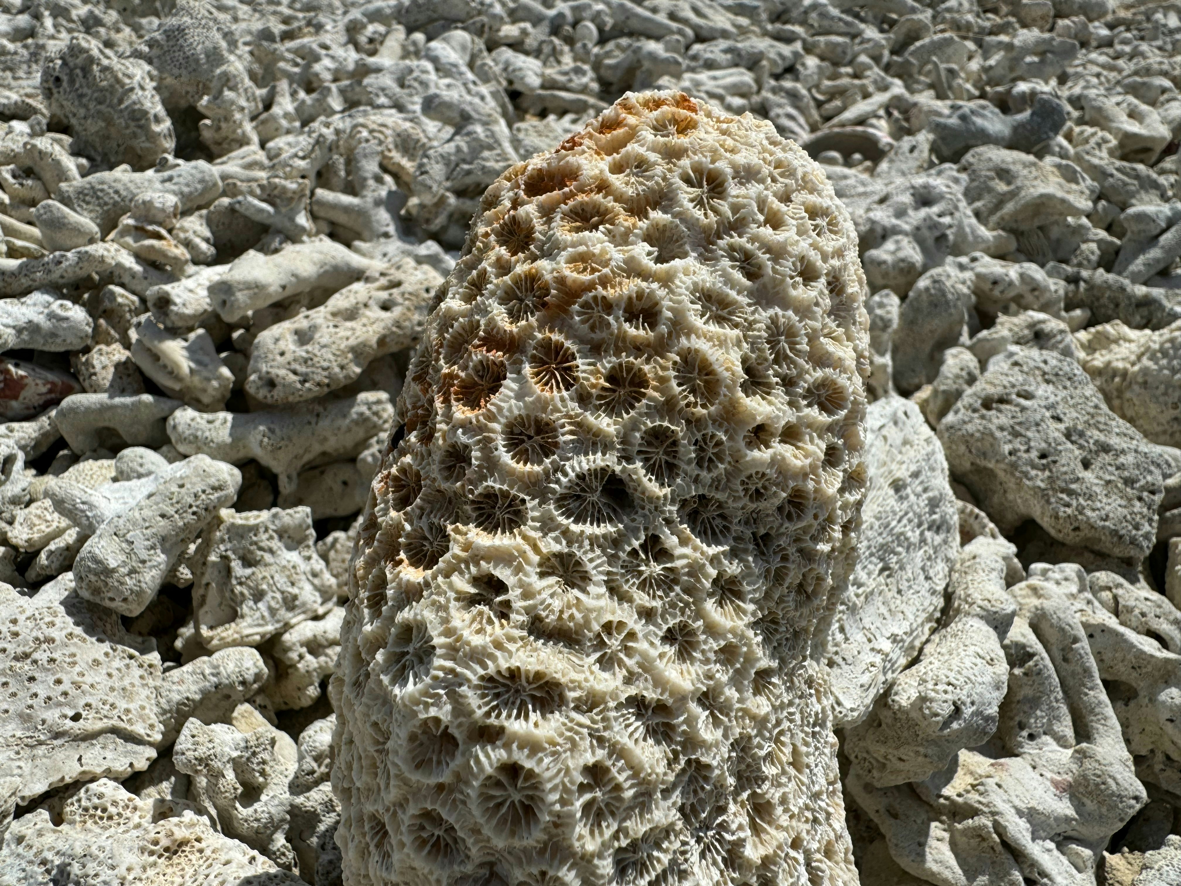 Fossilization in Real Time (image credits: unsplash)