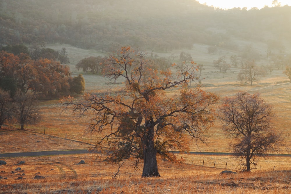 a lone tree in a field with a road in the background