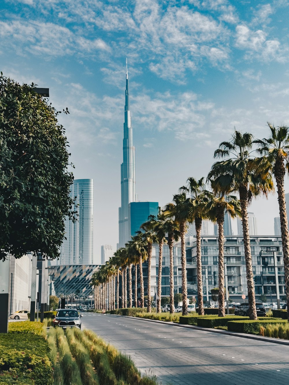 a street lined with palm trees and tall buildings