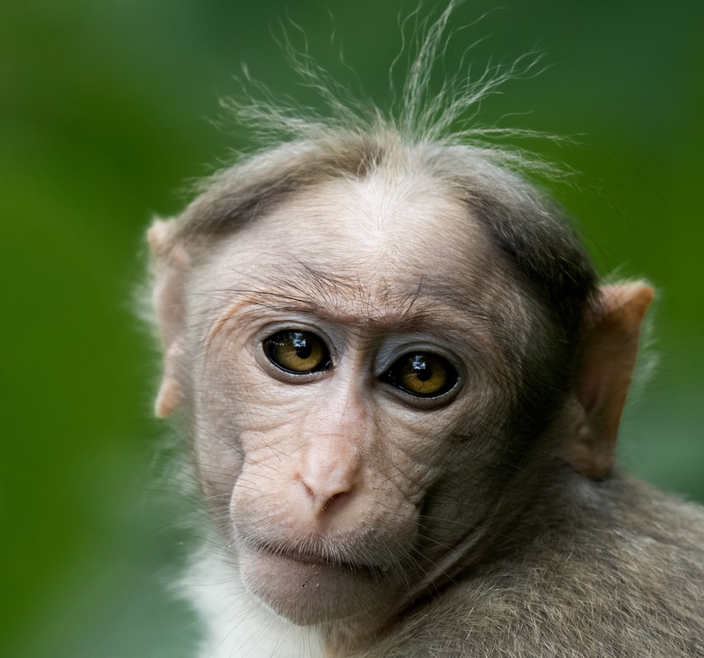 a close up of a monkey with a blurry background