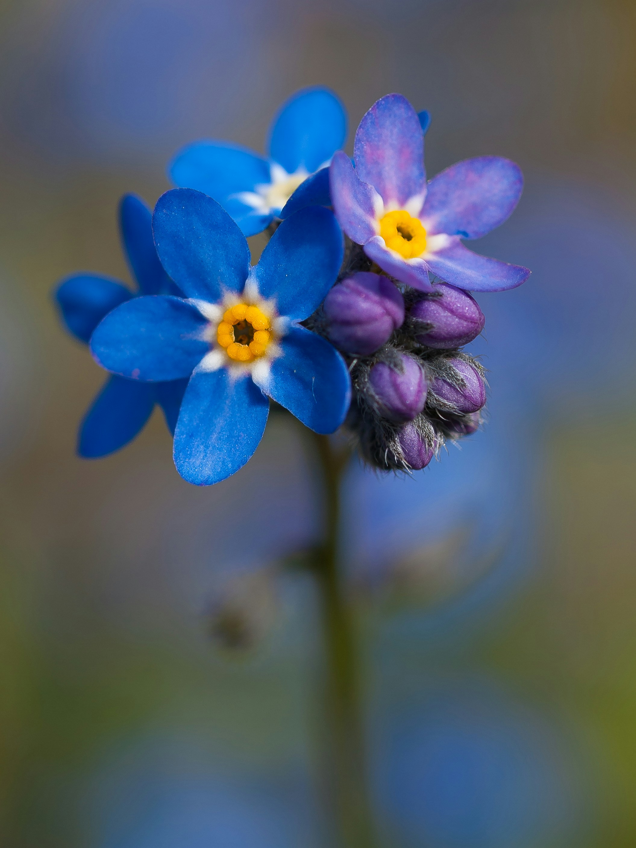 a close up of a flower with a blurry background