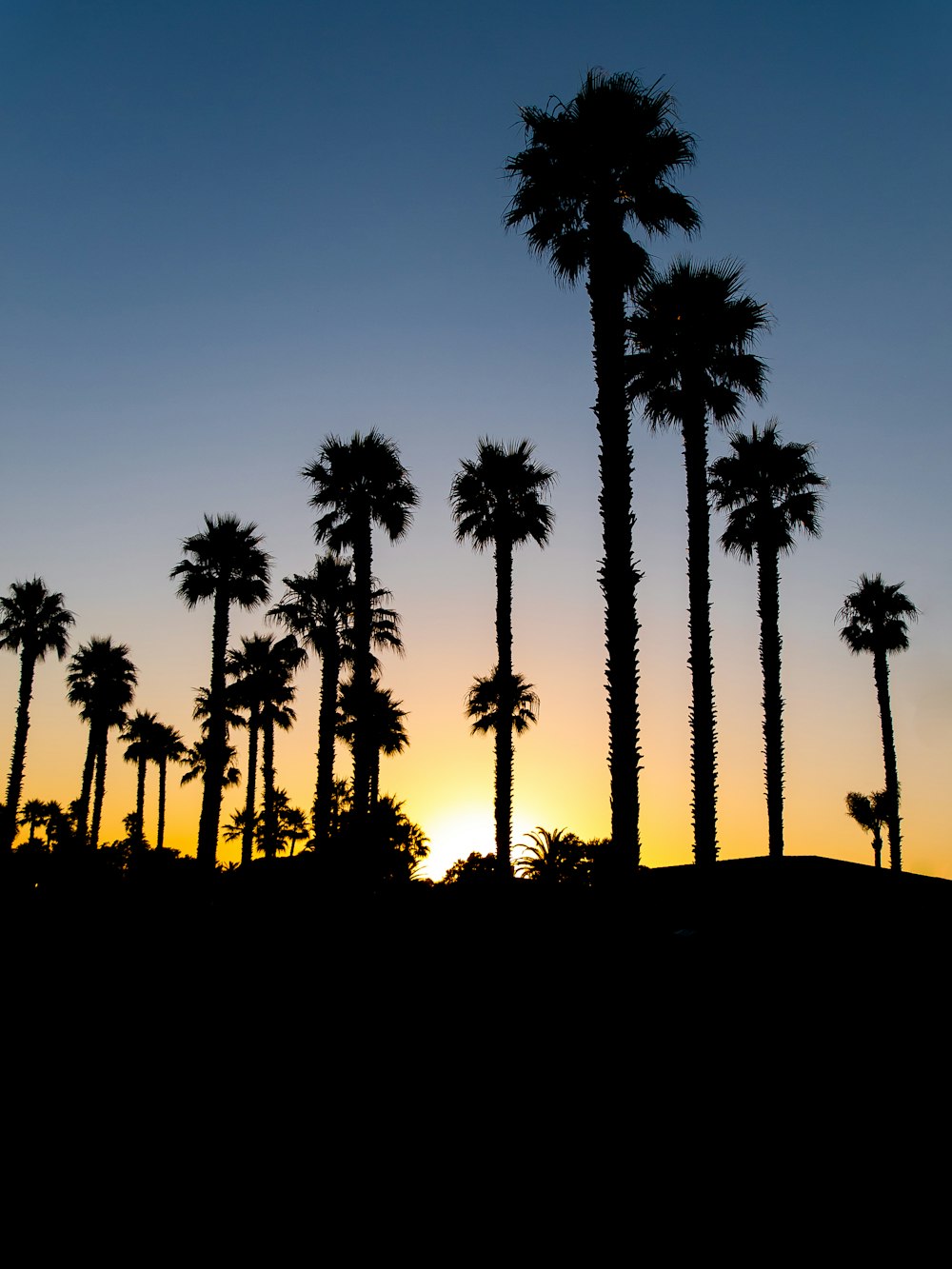um grupo de palmeiras silhueta contra um pôr do sol