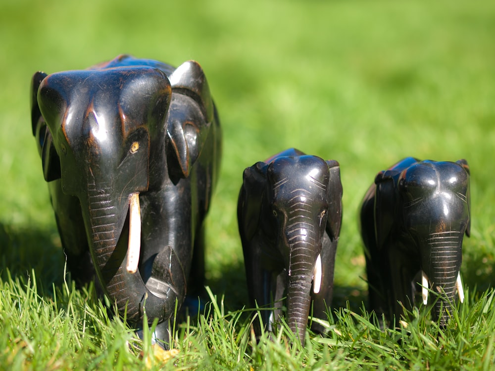 a couple of black elephants standing on top of a lush green field