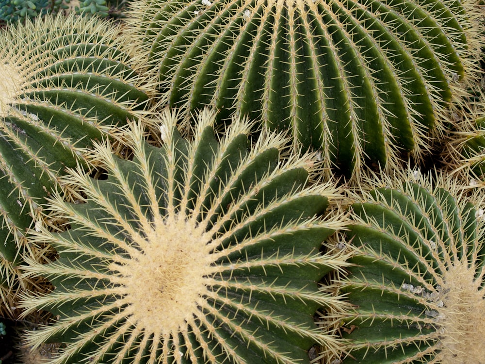 a close up of a green cactus plant