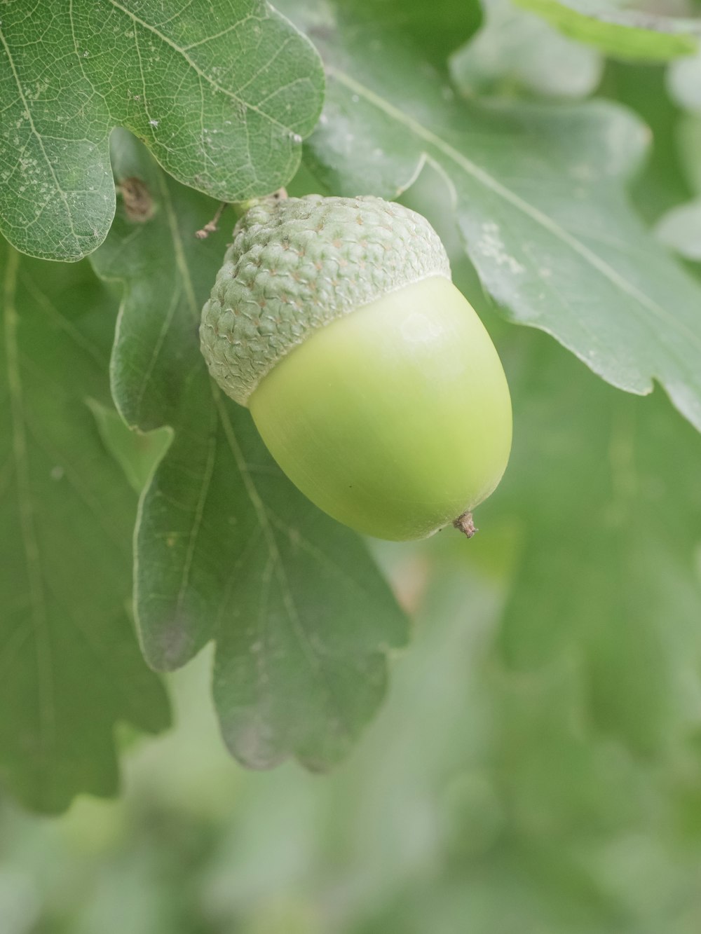 a close up of a green acorn on a tree