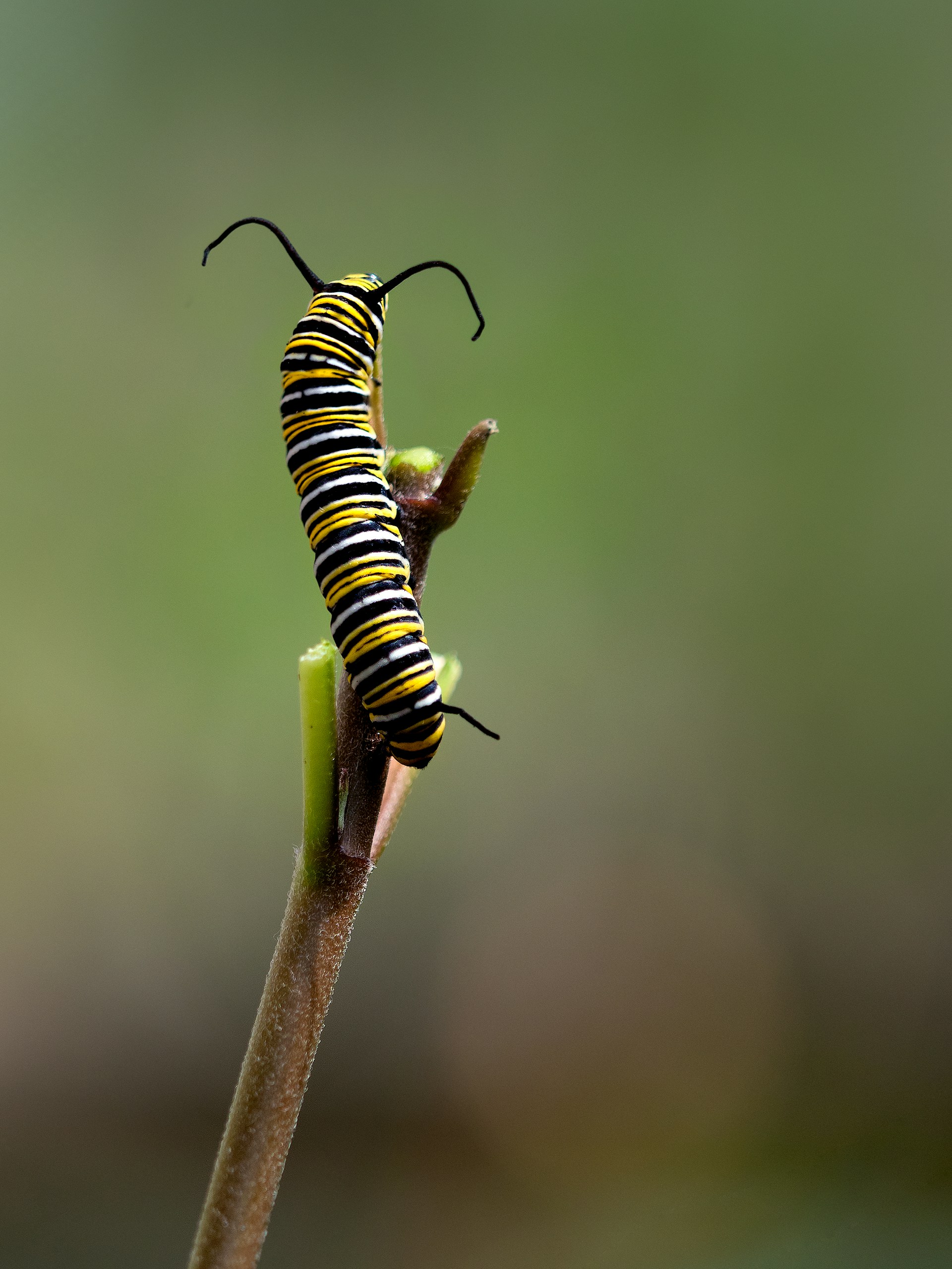 A monarch caterpillar with distinctive black, white, and yellow stripes is perched on a plant stem against a blurred green background.