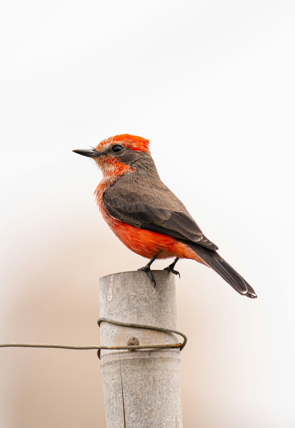 a small bird perched on top of a wooden post