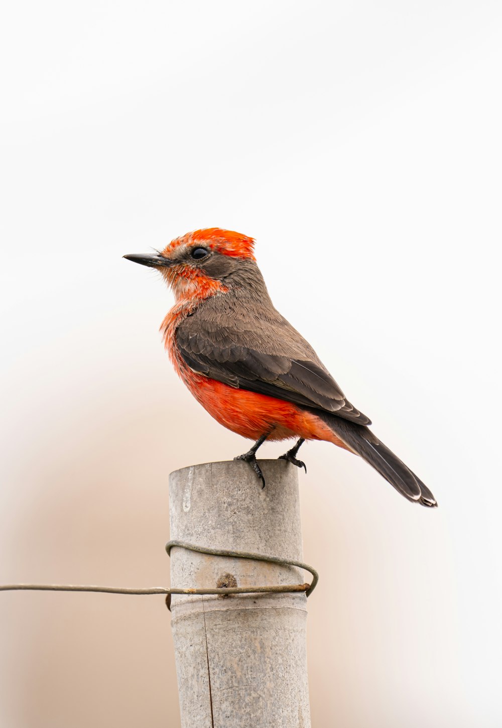 um pequeno pássaro empoleirado em cima de um poste de madeira