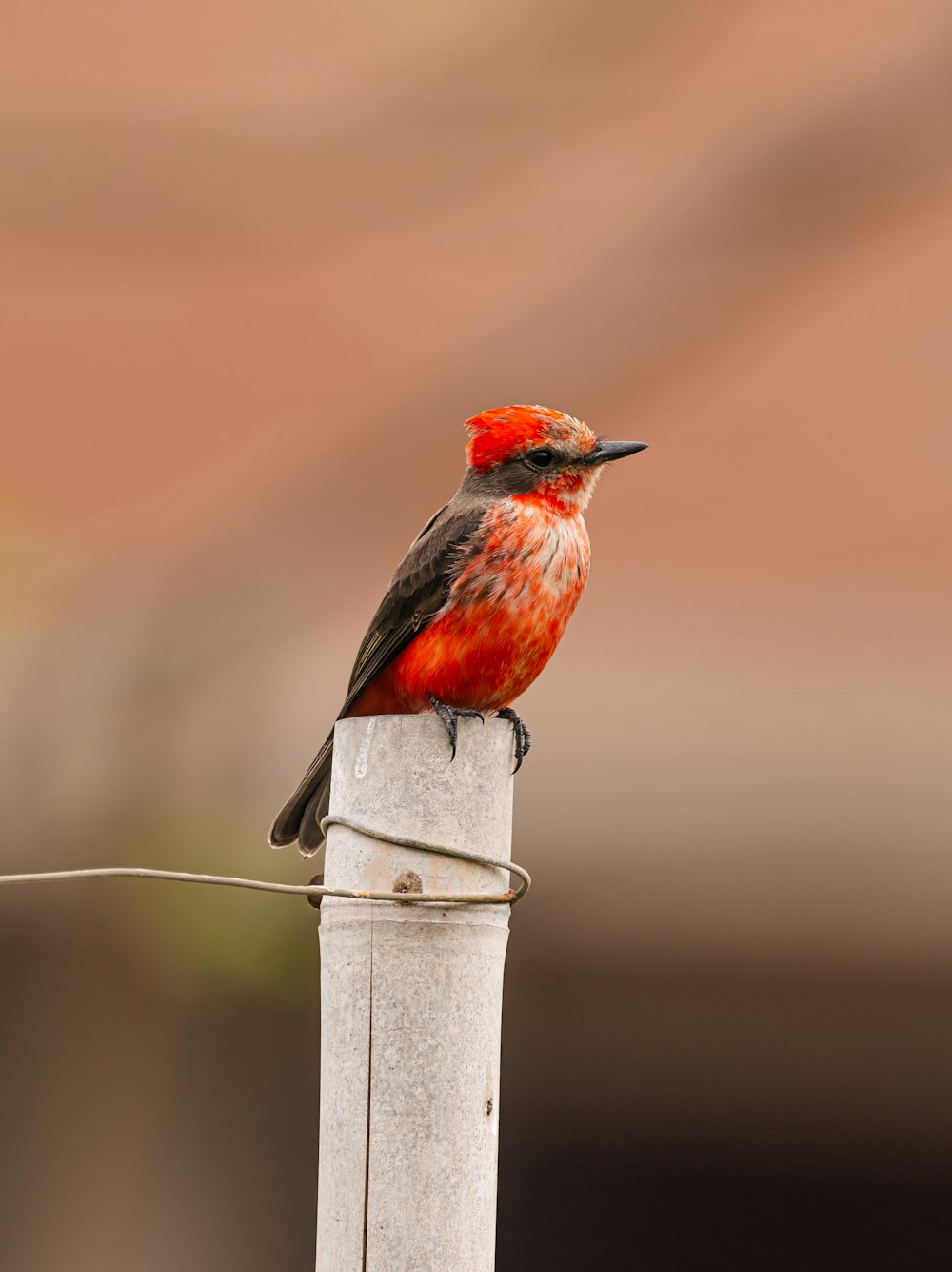 um pássaro vermelho e preto sentado em cima de um poste de madeira