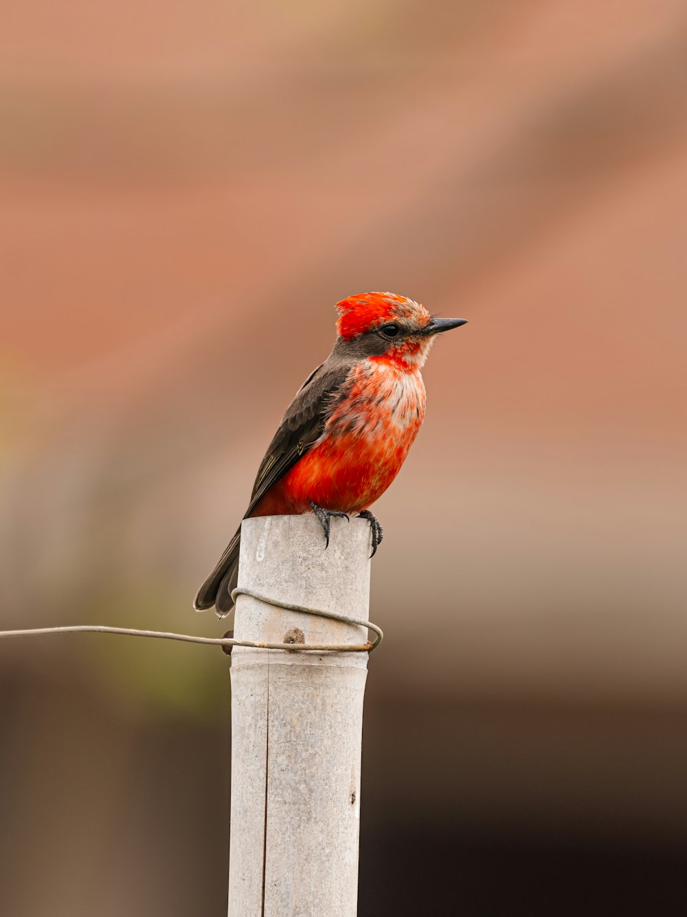 a red and black bird sitting on top of a wooden post