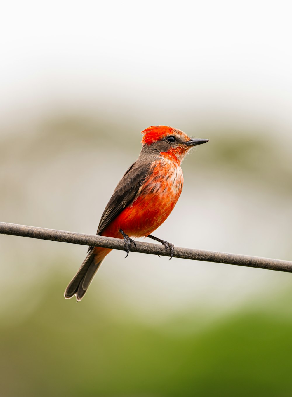a small red and black bird sitting on a wire