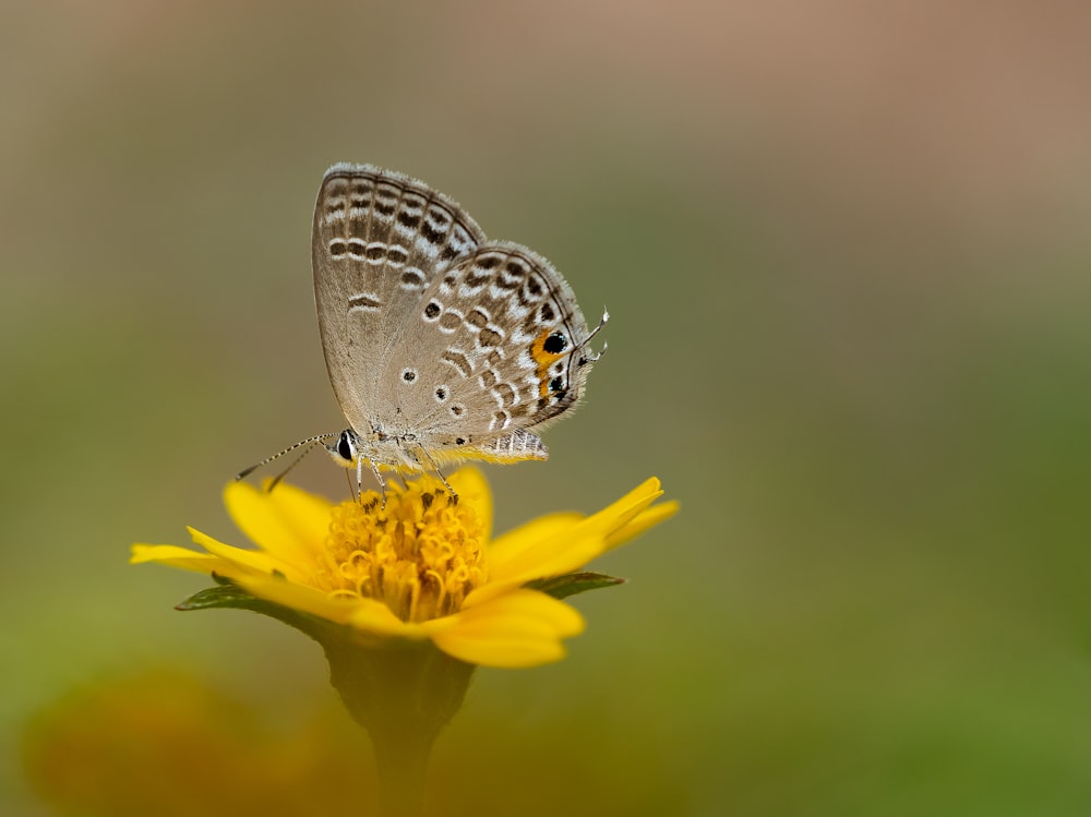 a butterfly is sitting on a yellow flower