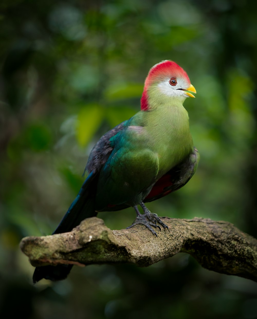 a colorful bird perched on a tree branch