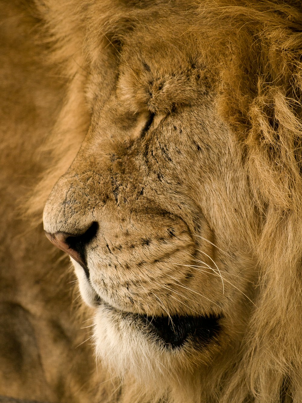 a close up of a lion's face with it's eyes closed