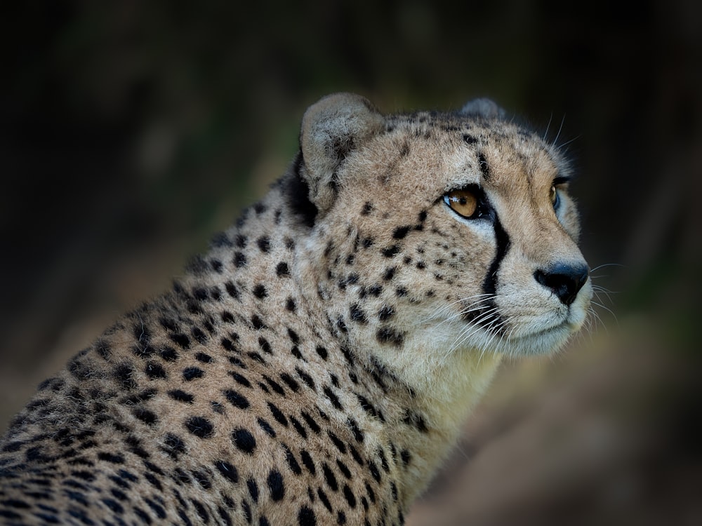 a close up of a cheetah with a blurry background
