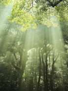 the sun shines through the trees in the forest