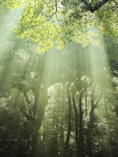 the sun shines through the trees in the forest