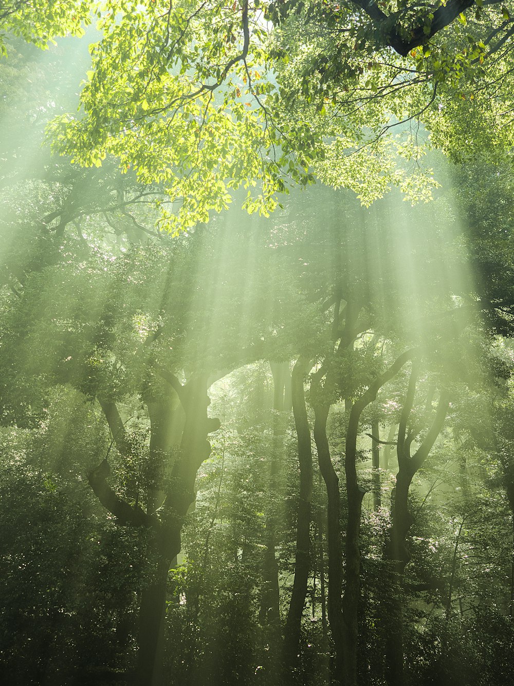 the sun shines through the trees in the forest