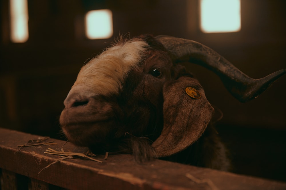 a close up of a goat on a wooden fence