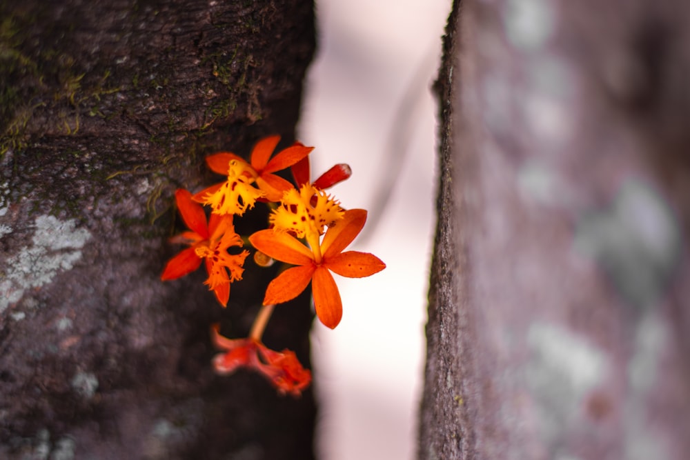 a small orange flower growing out of a crack in a rock