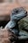 A close-up of a vibrant uromastyx lizard basking under a heat lamp.