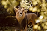 A majestic lion stands against a natural background of dense foliage and trees. The lion's mane is prominent and golden, contrasting with the darker parts of its body. Sunlight filters through the leaves, creating a warm, dappled effect on the scene.
