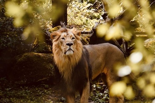A majestic lion stands against a natural background of dense foliage and trees. The lion's mane is prominent and golden, contrasting with the darker parts of its body. Sunlight filters through the leaves, creating a warm, dappled effect on the scene.