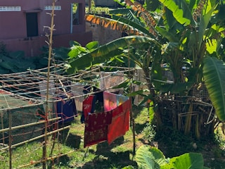 In a lush outdoor setting, a variety of colorful clothes are hanging to dry on a clothesline strung between bamboo poles. Large green leaves and vegetation envelop the scene, with a red building partially visible in the background.