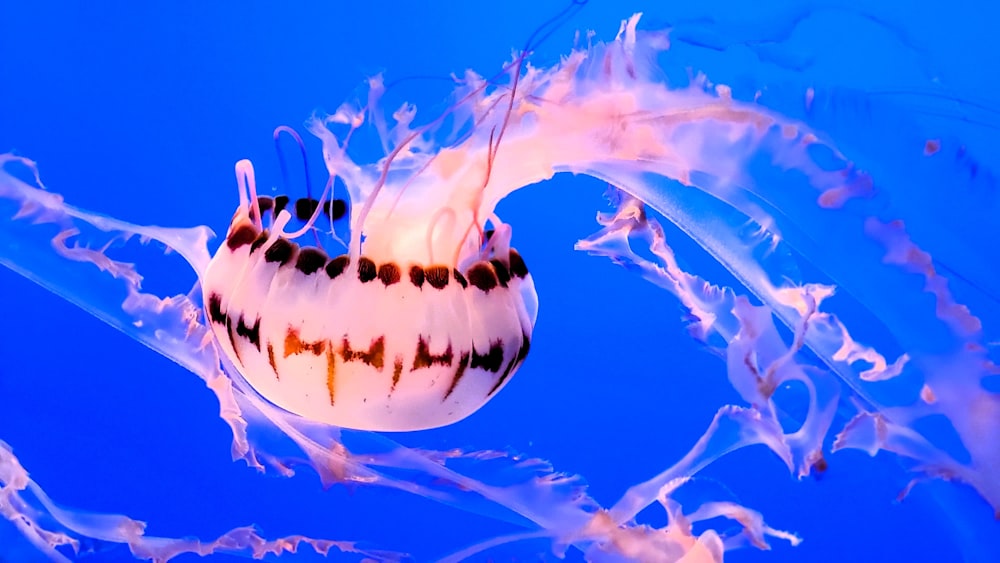 a close up of a jellyfish in the water