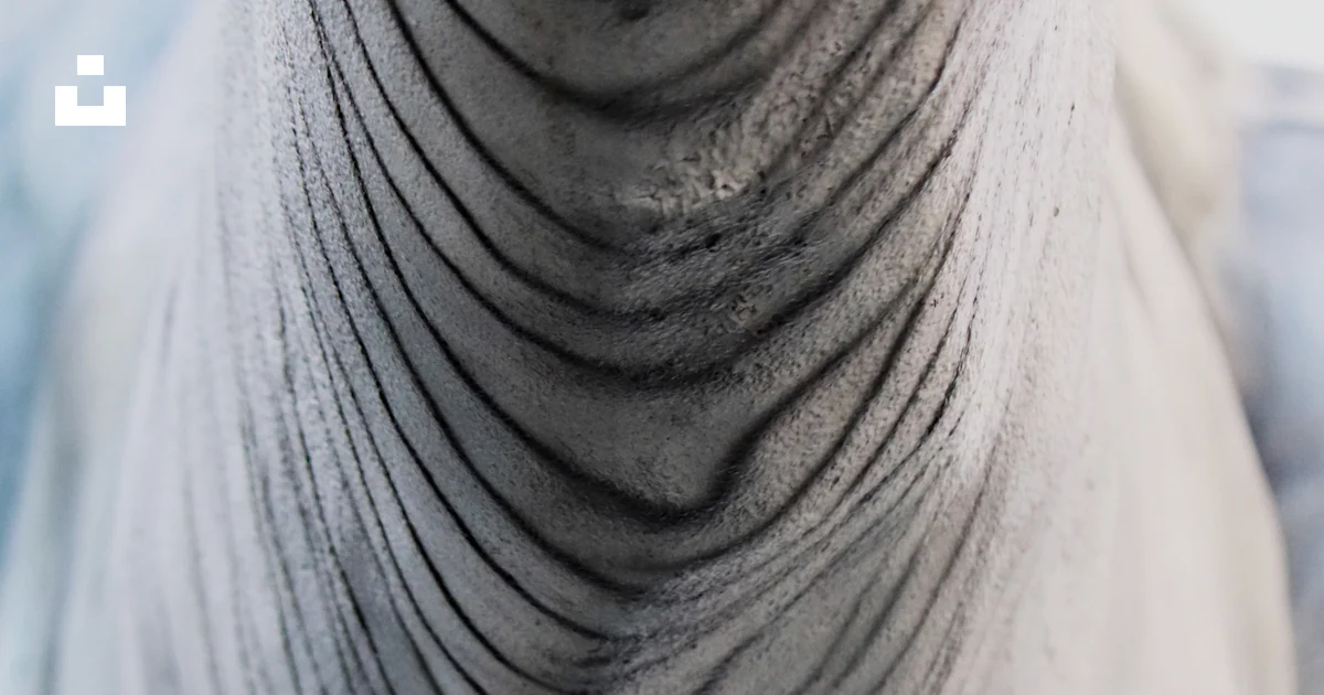 Trunk Ecomorph Color A close up of an elephant's trunk and trunk photo – Free Texture Image ...