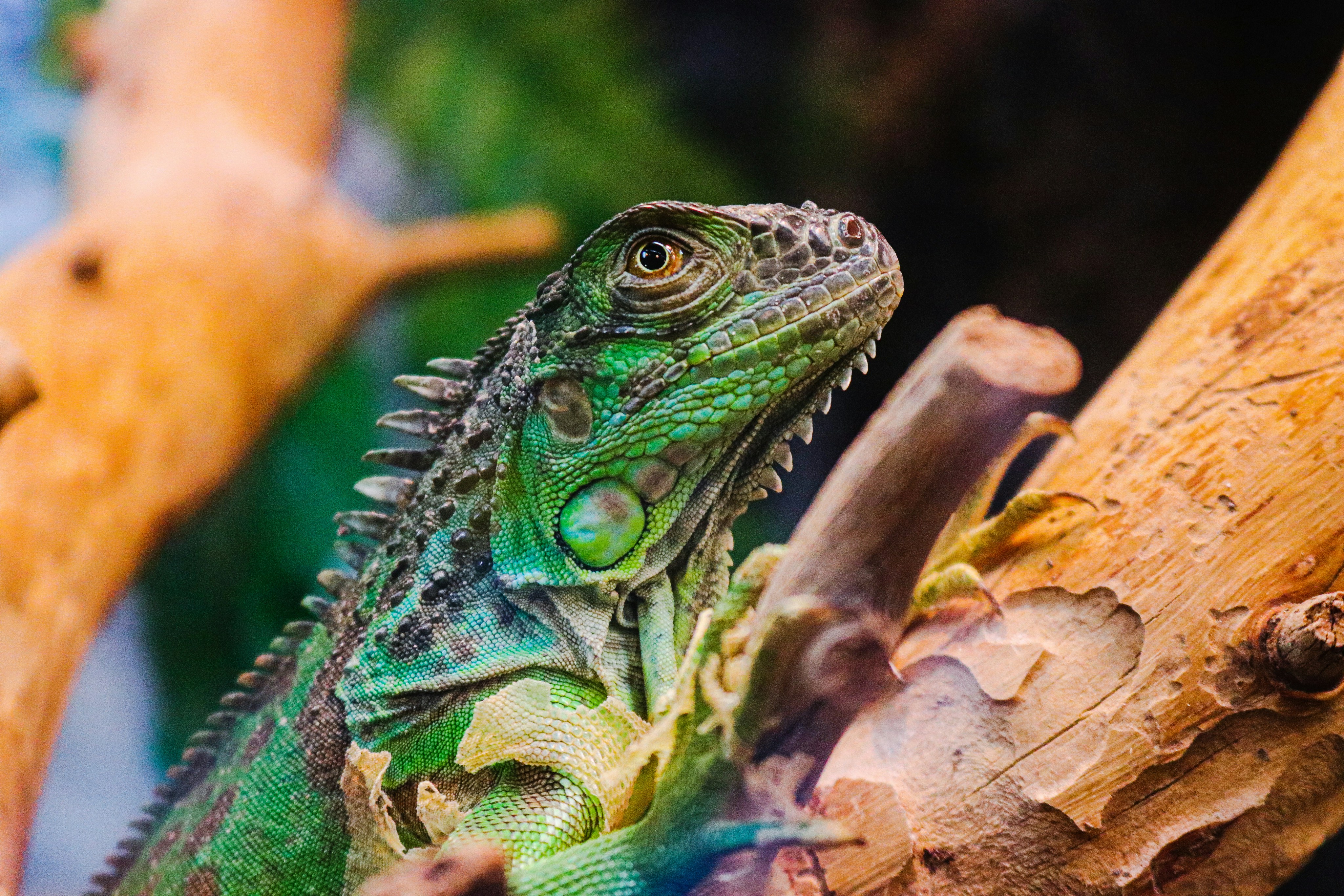 Photo by felipeperegrin0