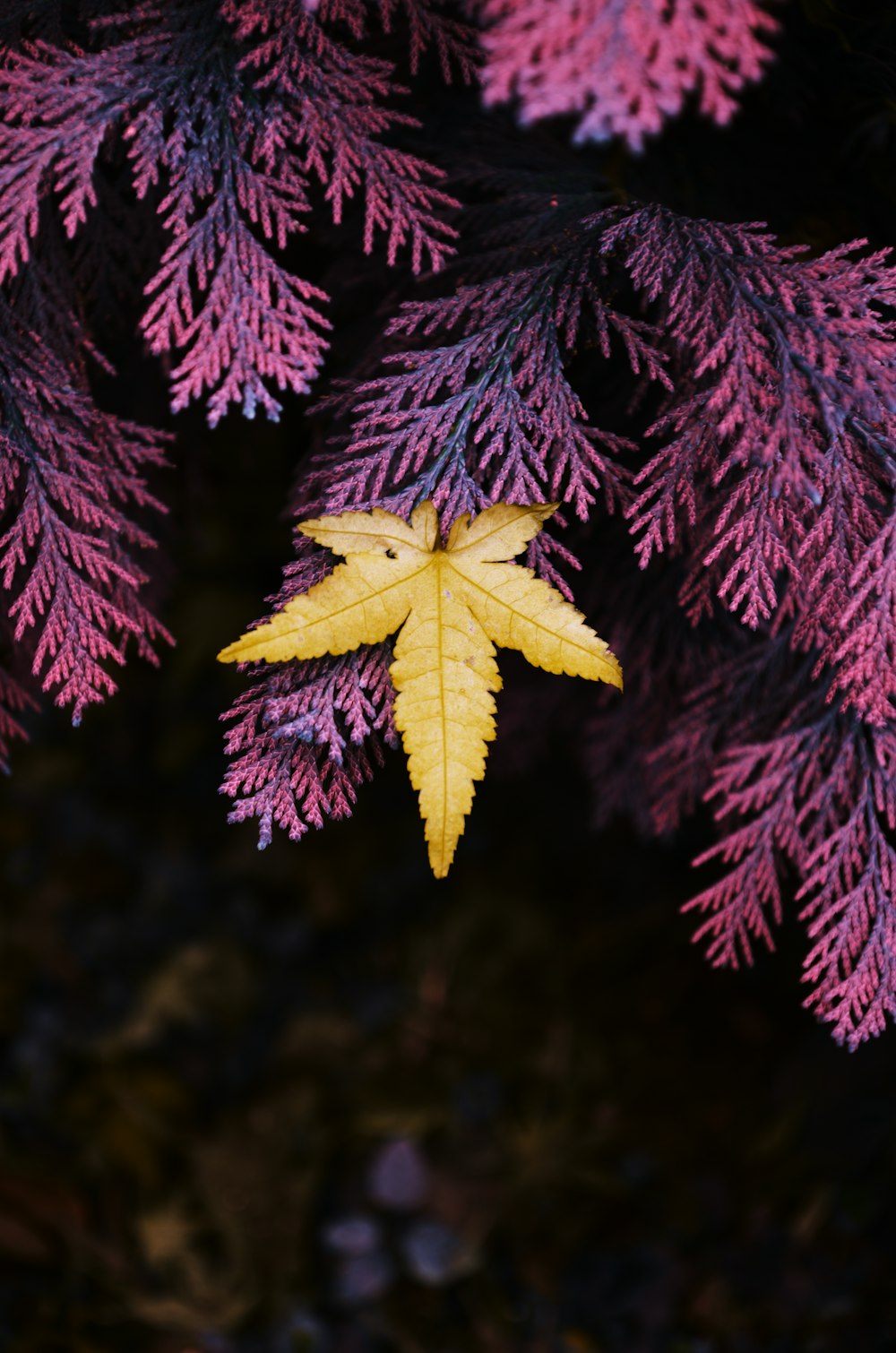 a yellow leaf hanging from a purple tree